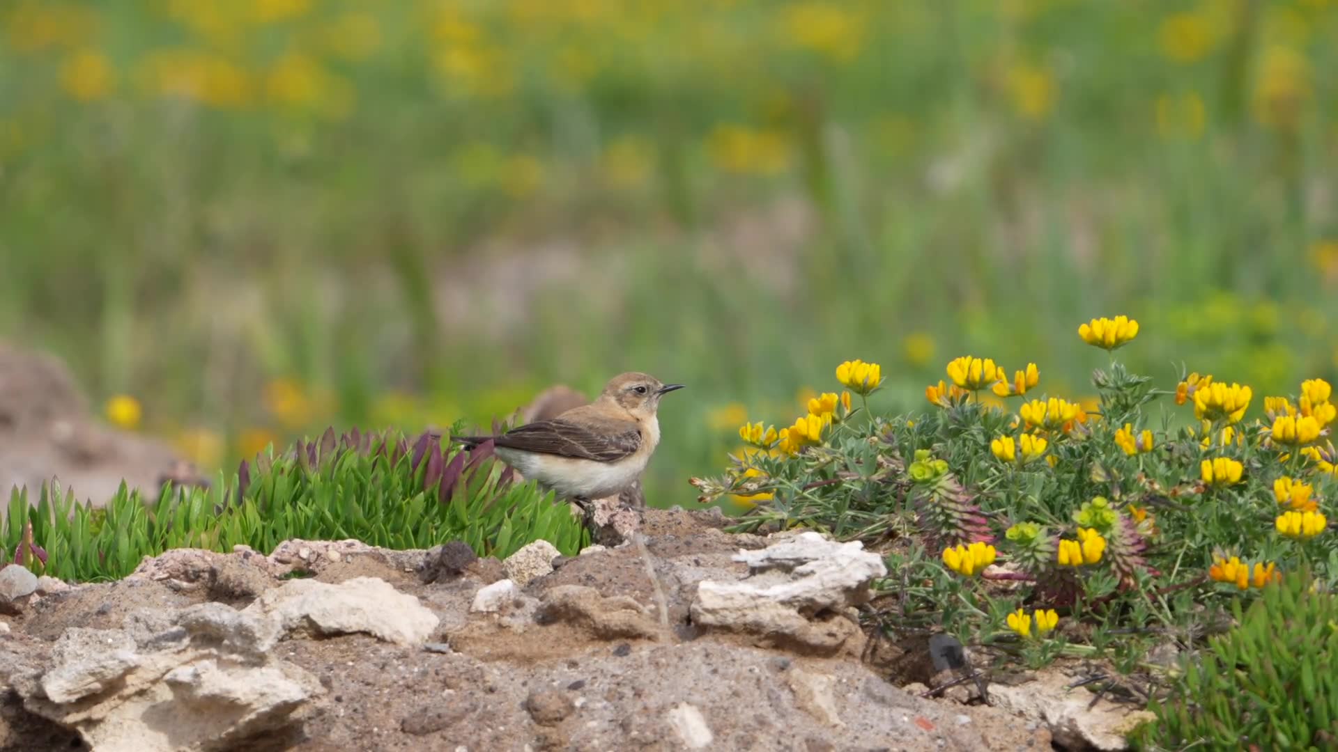 Clip natura
