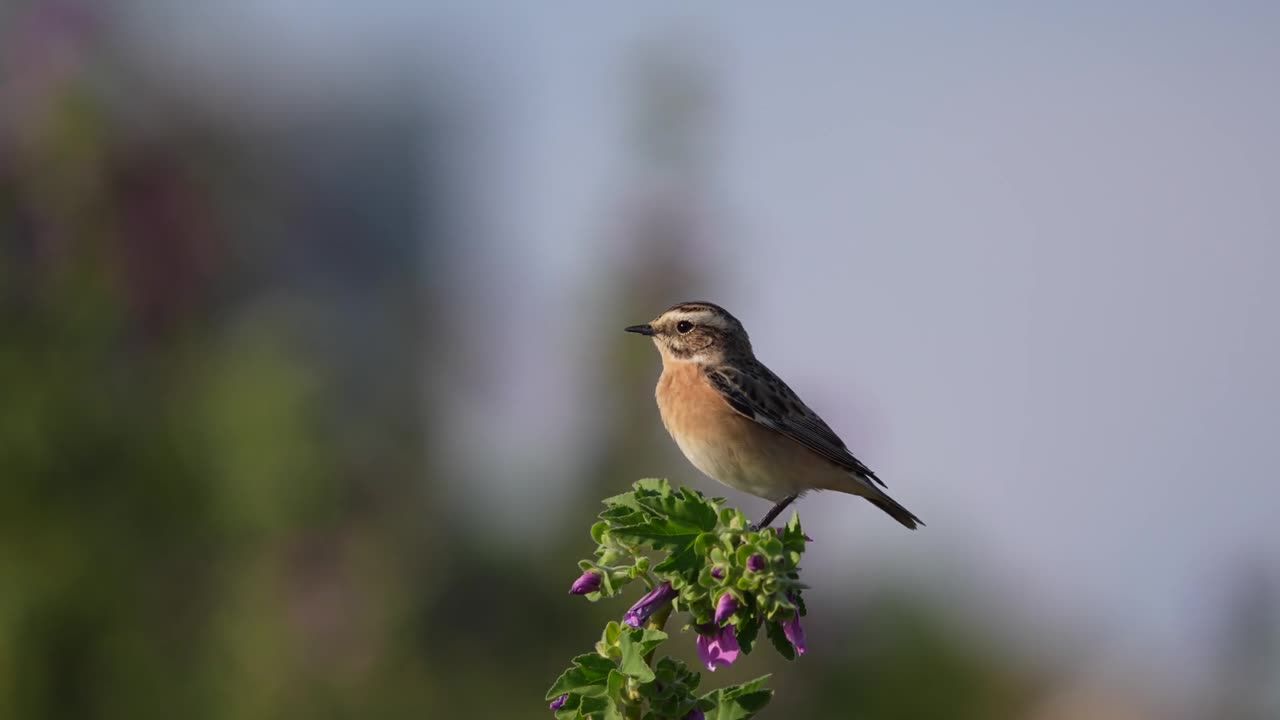 Clip natura