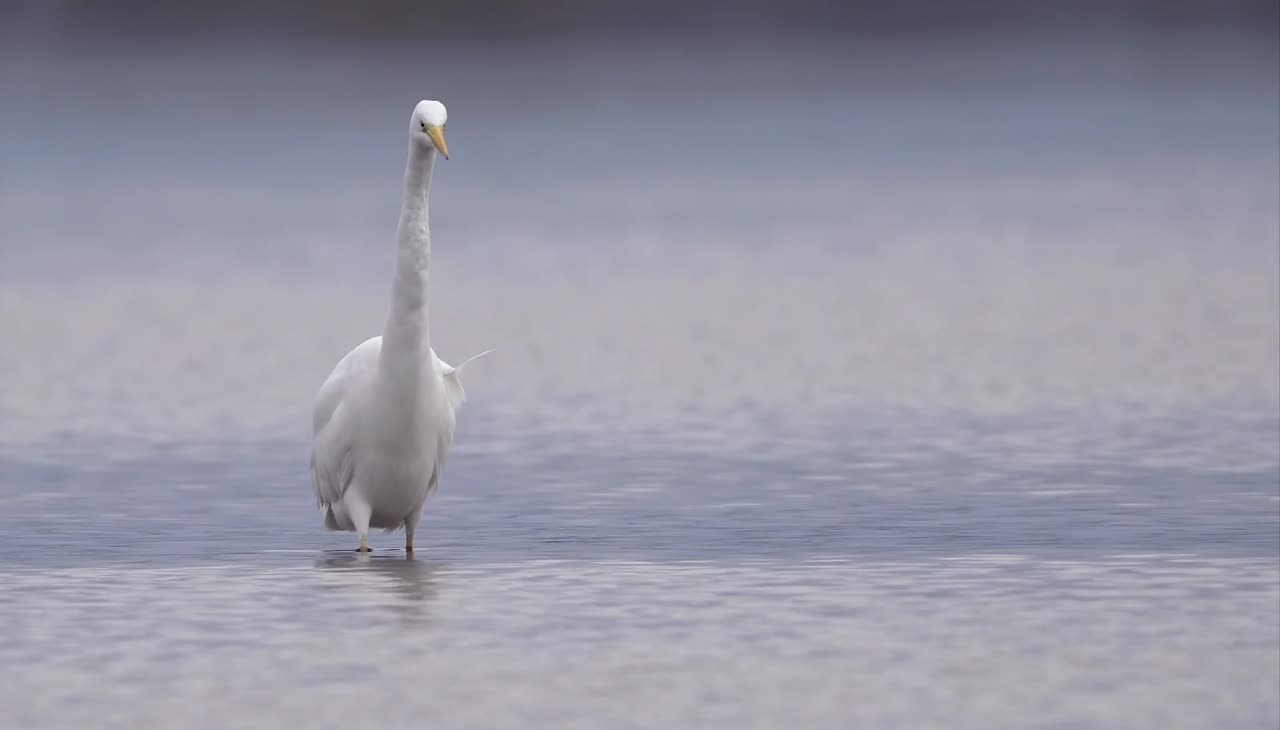 Clip natura