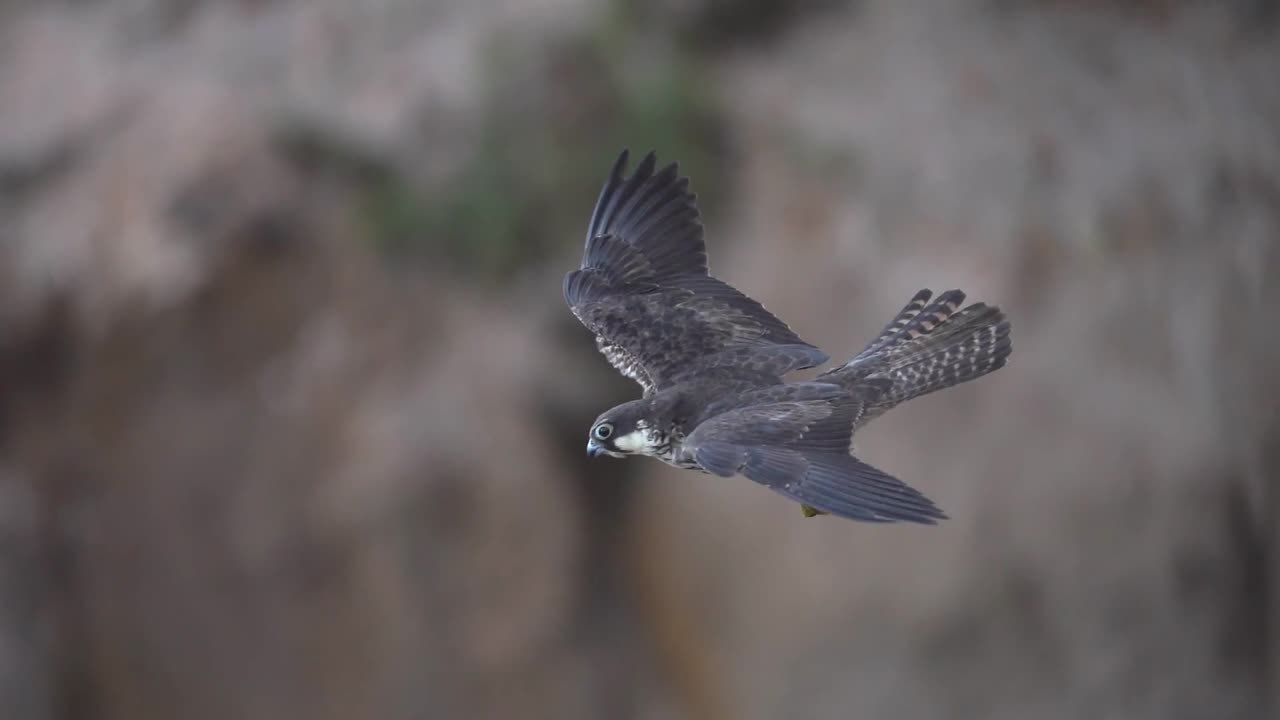 Clip natura