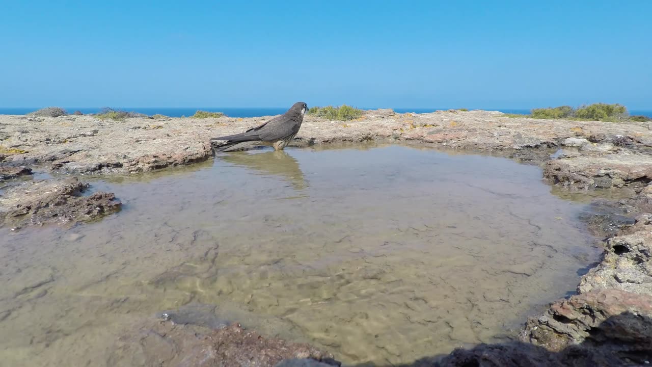 Clip natura