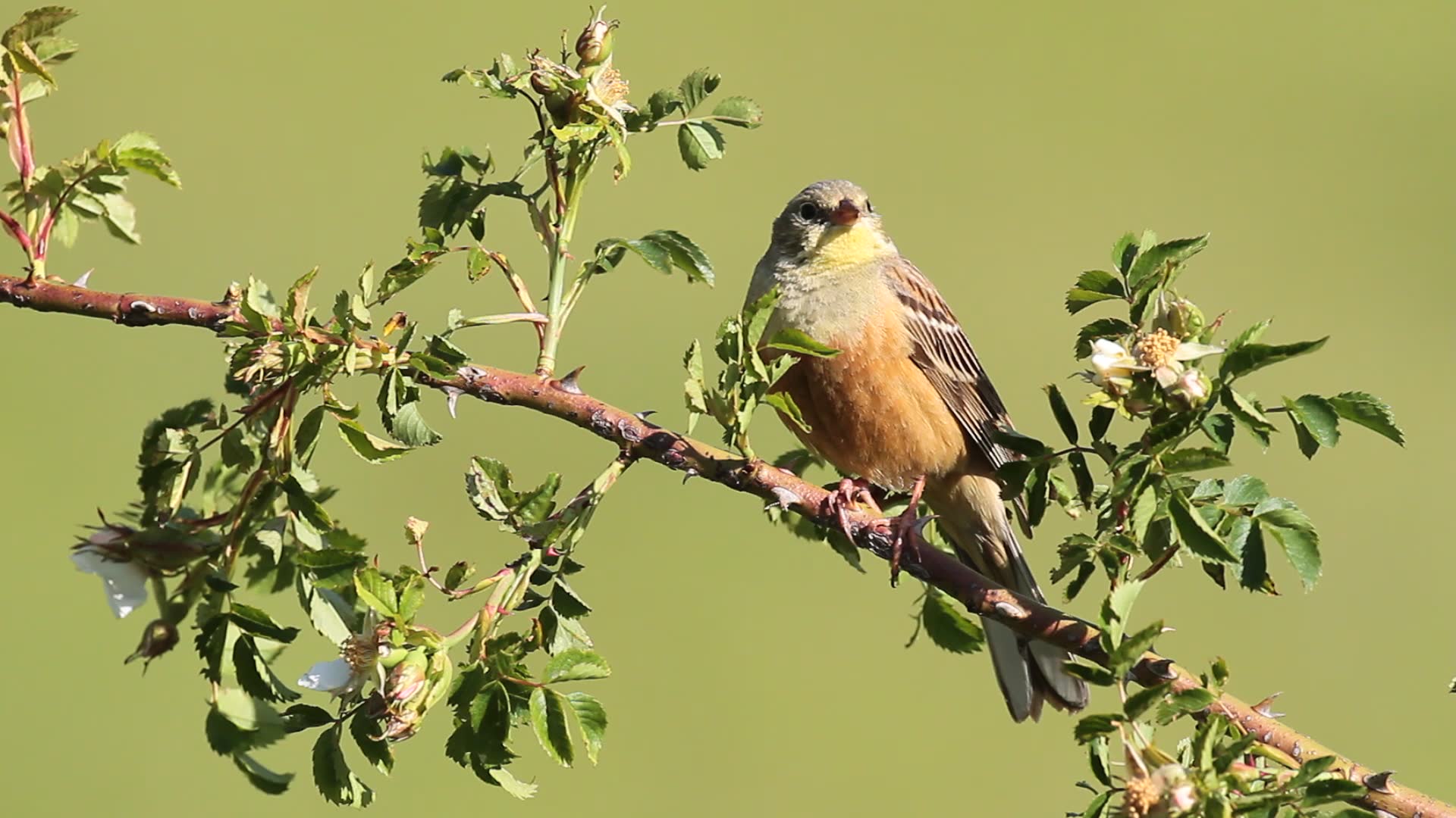 Ortolano